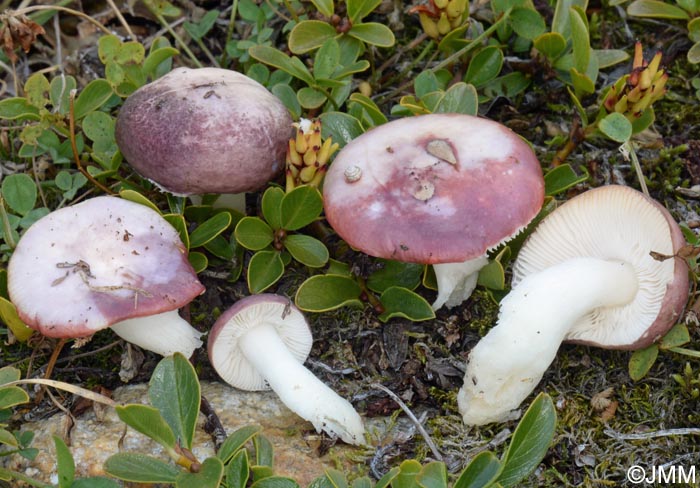 Russula alpigenes