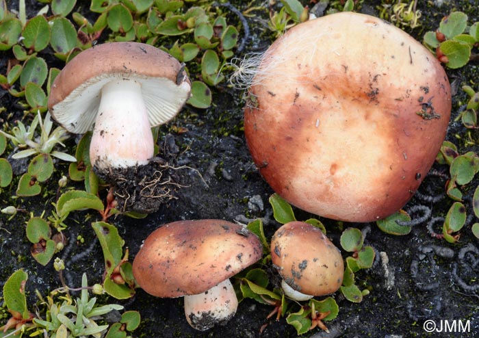 Russula chamiteae