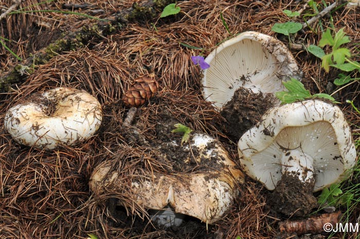 Russula chloroides var. trachyspora