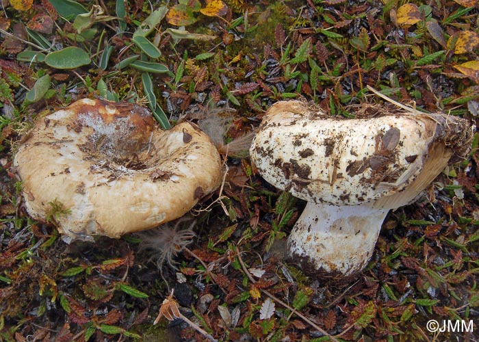 Russula delica mycorhizique de Dryas octopetala