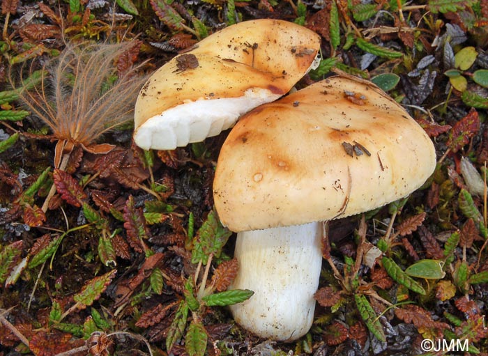 Russula dryadicola