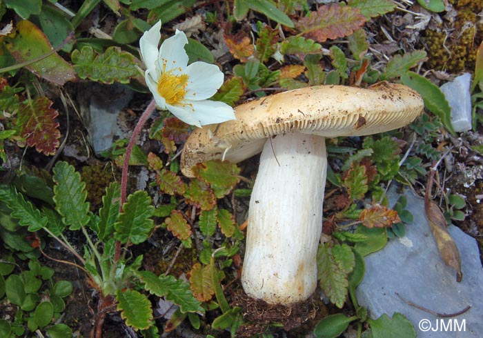 Russula dryadicola