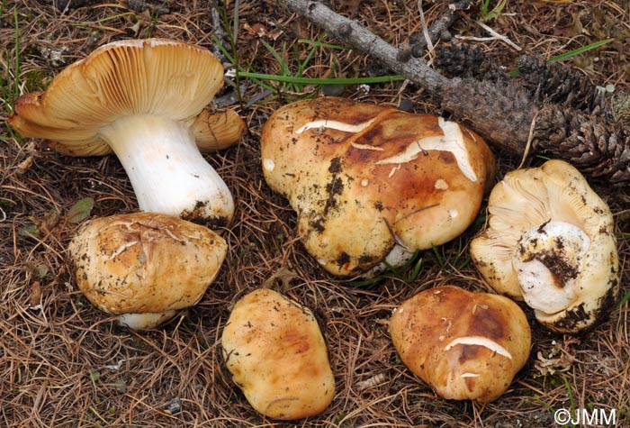 Russula favrei