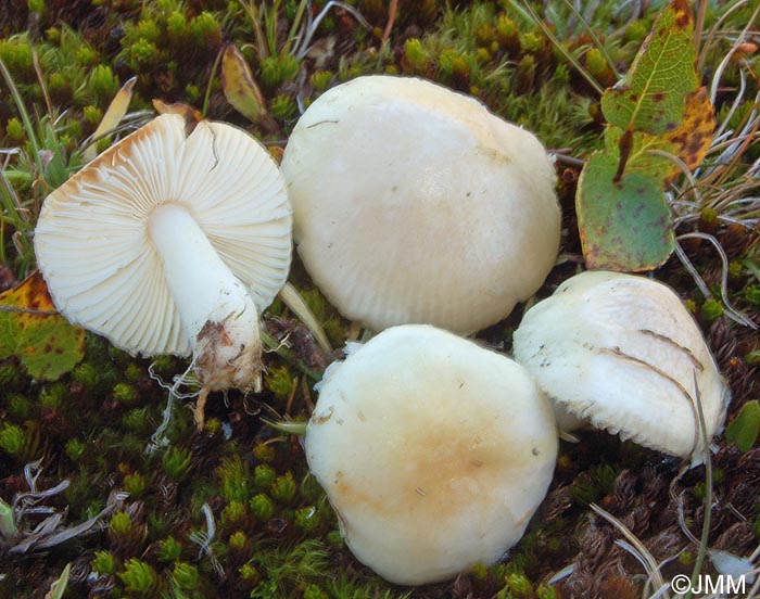 Russula felleicolor