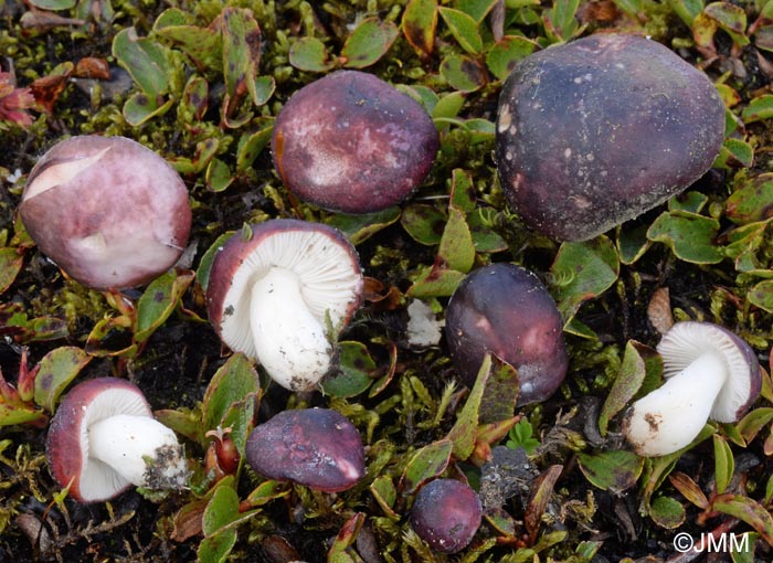 Russula laccata = Russula norvegica