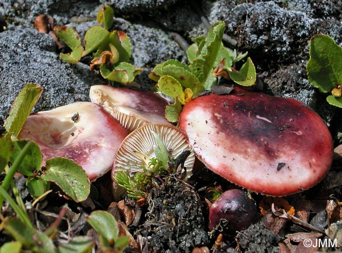 Russula laccata = Russula norvegica