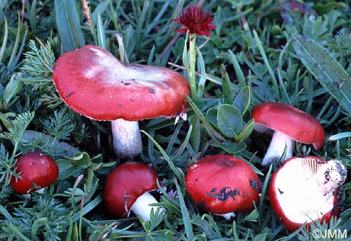 Gymnadenia mauriennsis = Nigritella mauriennsis, avec Russula nana