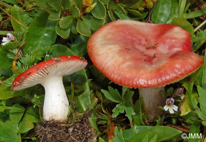 Russula nana