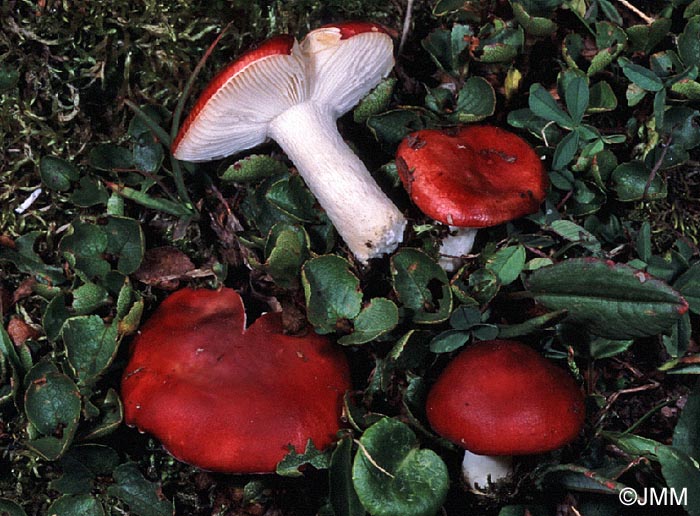 Russula nana