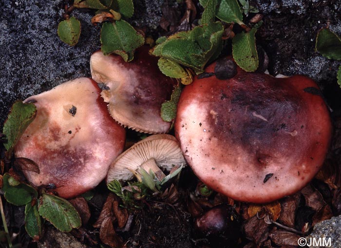 Russula nana