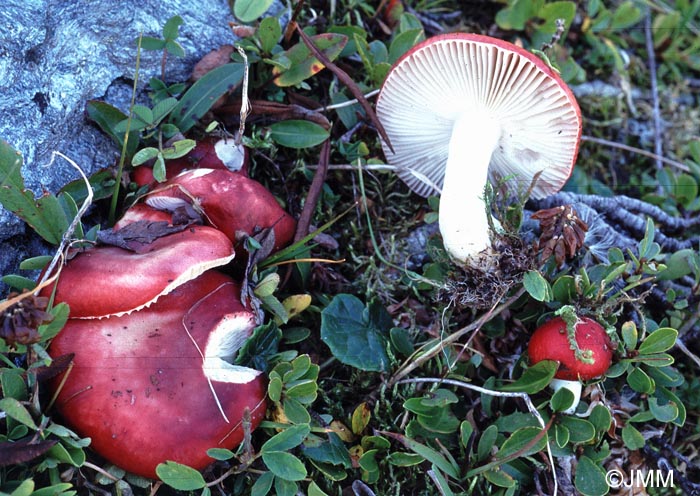 Russula nana