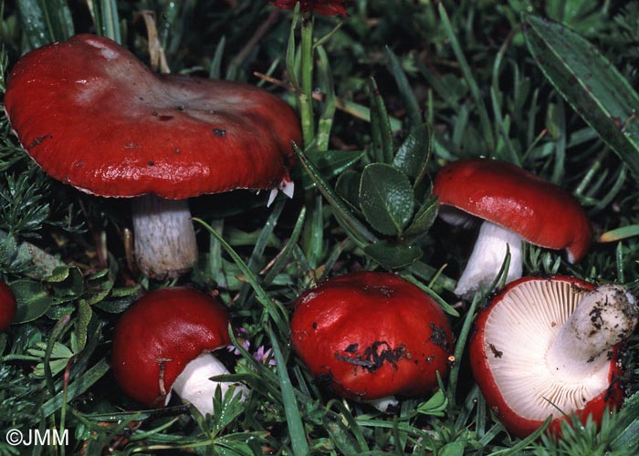 Russula nana