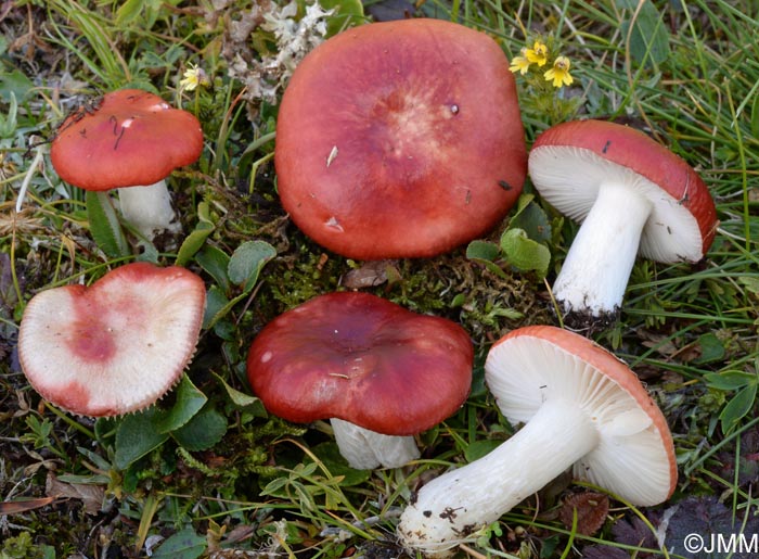 Russula nana