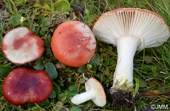 Russula nana