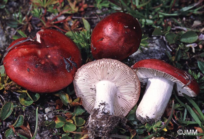 Russula nana var. alpina