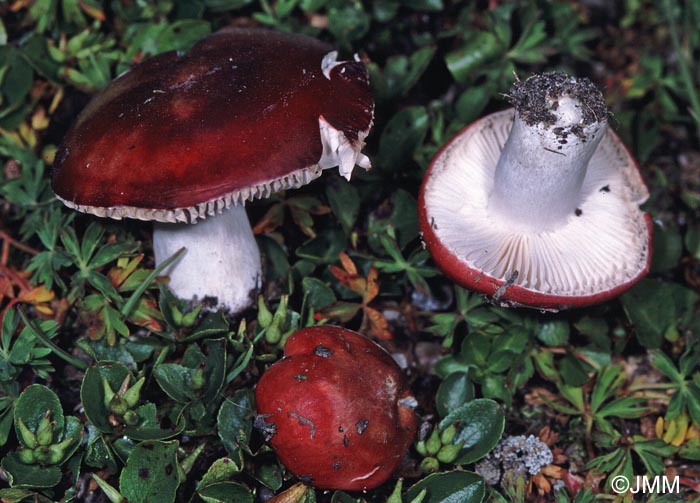 Russula nana var. alpina