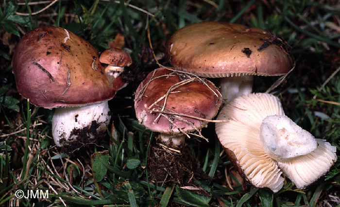 Russula pascua