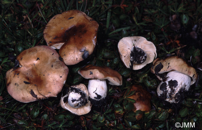 Russula pascua