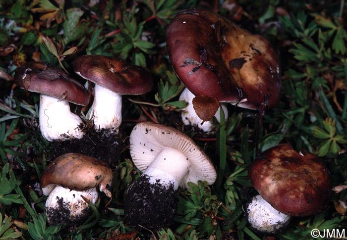 Russula pascua