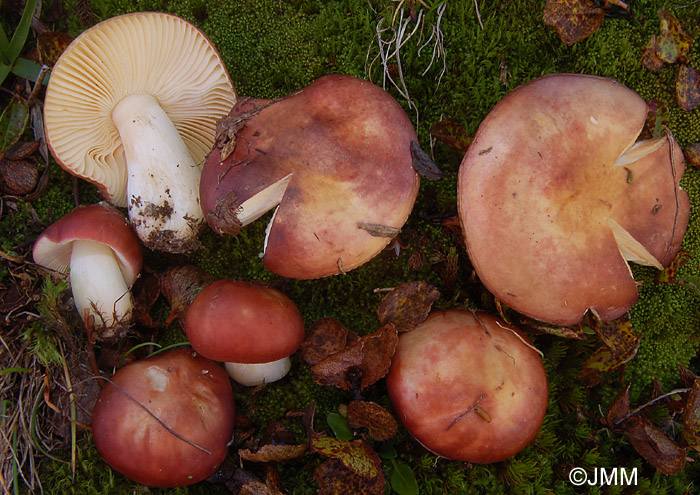 Russula pascua