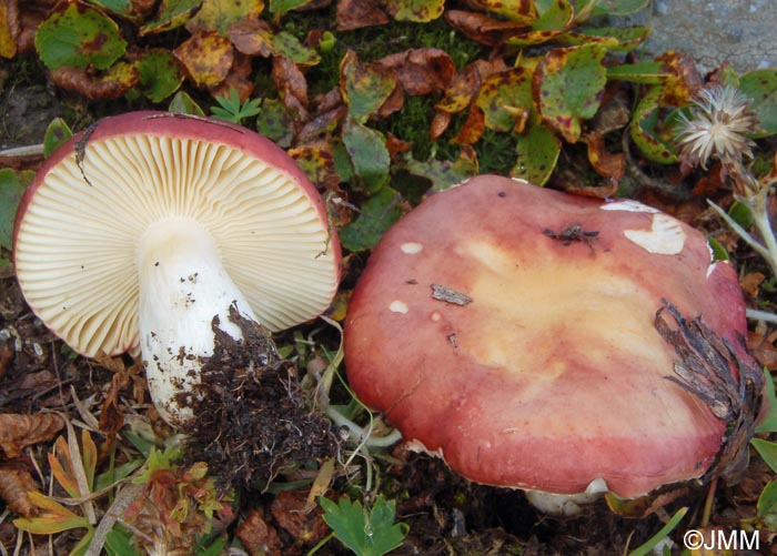 Russula pascua