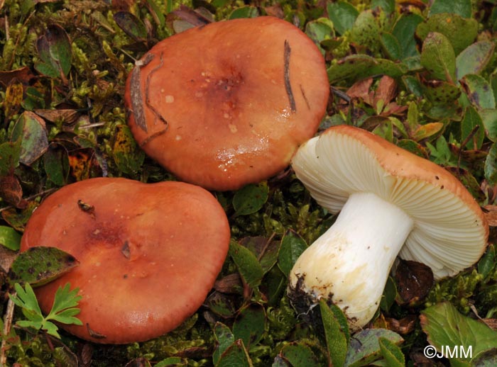 Russula pascua