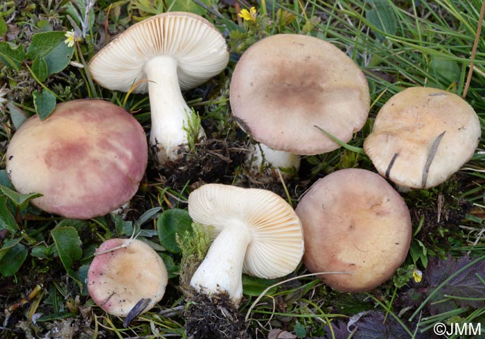 Russula pascua