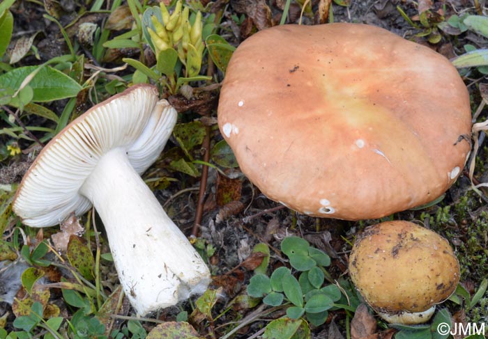 Russula pascua