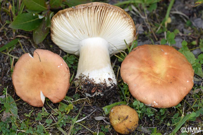 Russula pascua