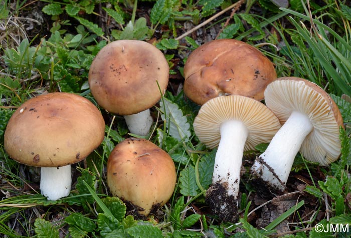 Russula pseudocampestris