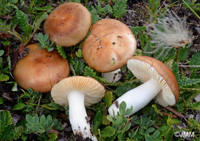 Russula pseudocampestris