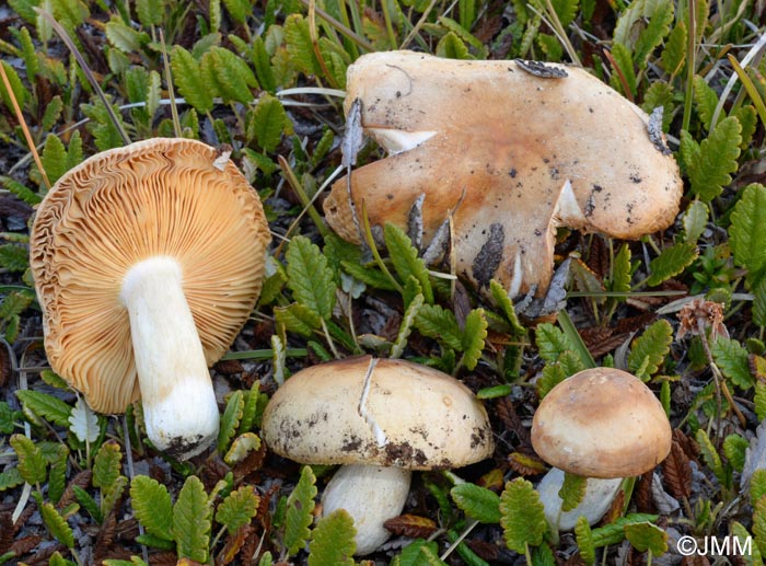 Russula pseudocampestris