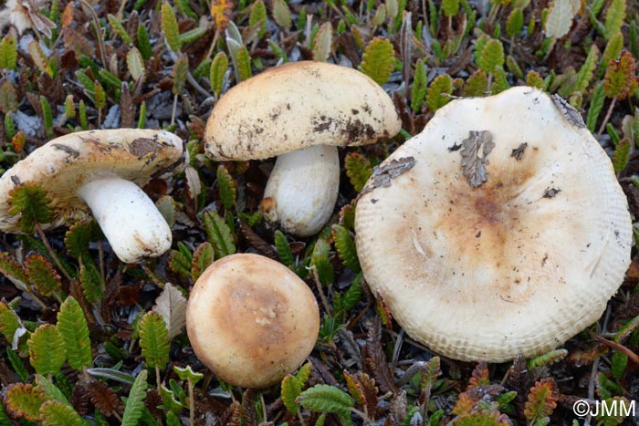 Russula pseudocampestris