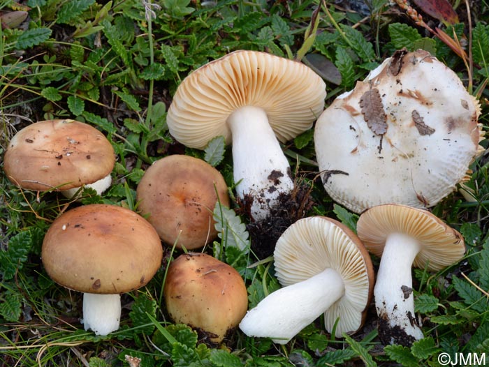 Russula pseudocampestris