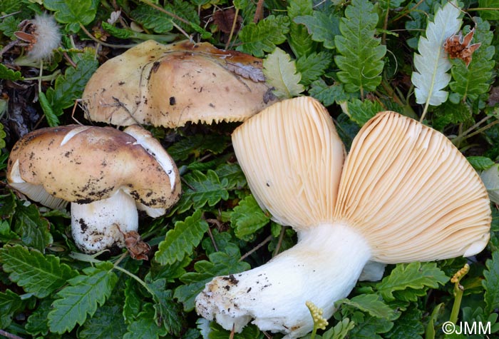 Russula pseudocampestris