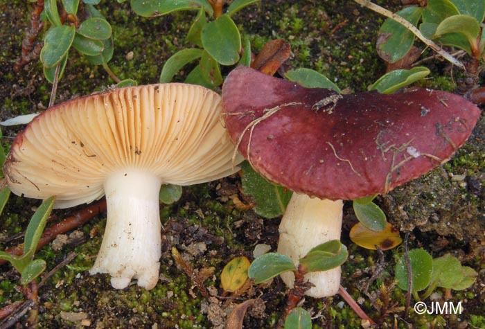 Russula saliceticola