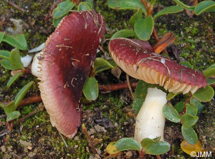 Russula saliceticola