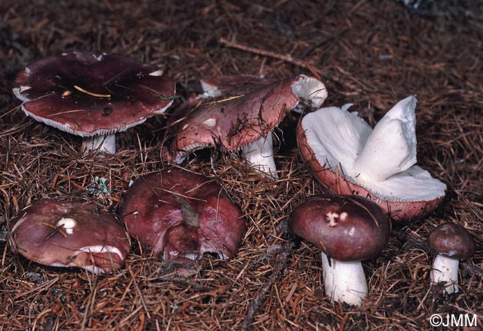 Russula subaffinis