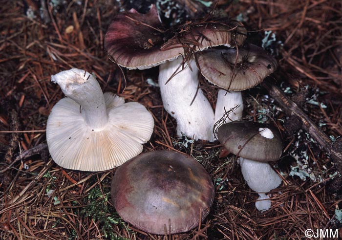 Russula subaffinis