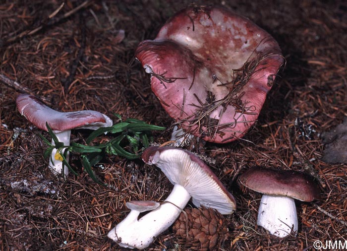 Russula subaffinis