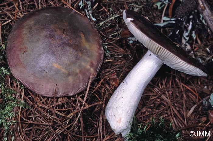 Russula subaffinis