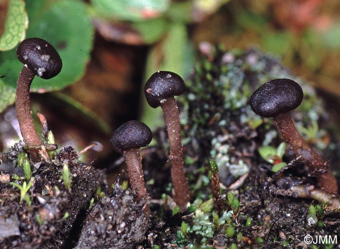 Sarcoleotia globosa