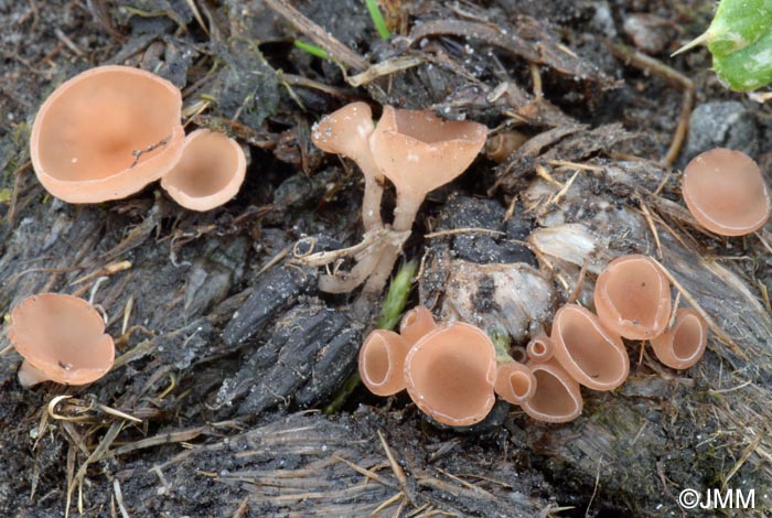 Sclerotinia cirsii-spinosissimi