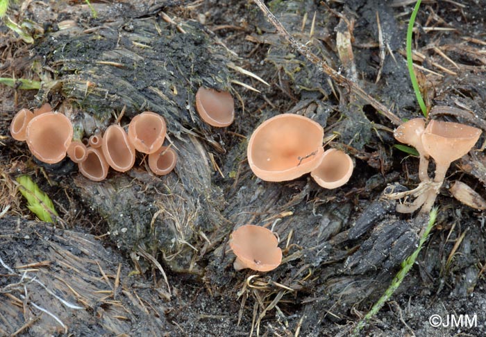 Sclerotinia cirsii-spinosissimi