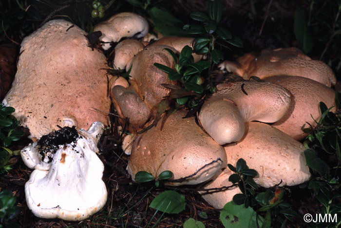 Scutiger confluens = Albatrellus confluens