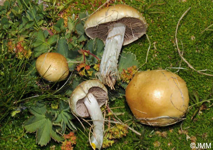 Stropharia aeruginosa var. alpina