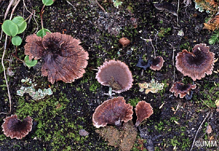 Thelephora caryophyllea