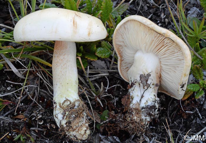 Tricholoma boreosulphurescens