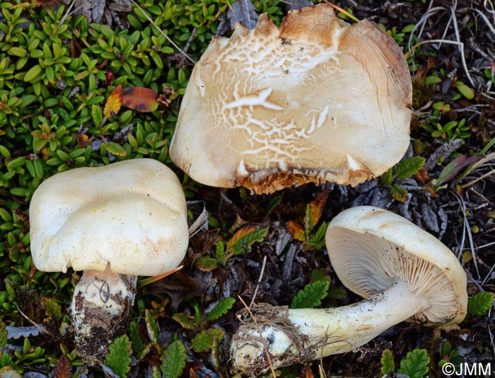 Tricholoma boreosulphurescens