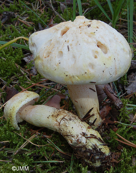 Tricholoma boreosulphurescens